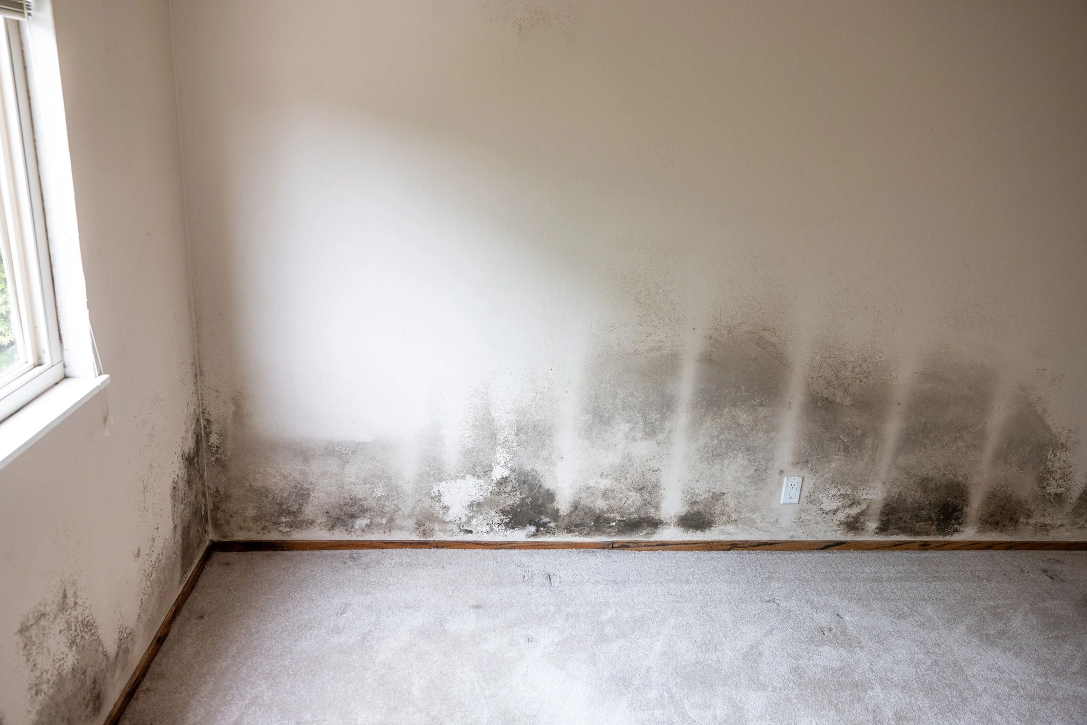 Mold remediation in West Houston on affected wall and floor
